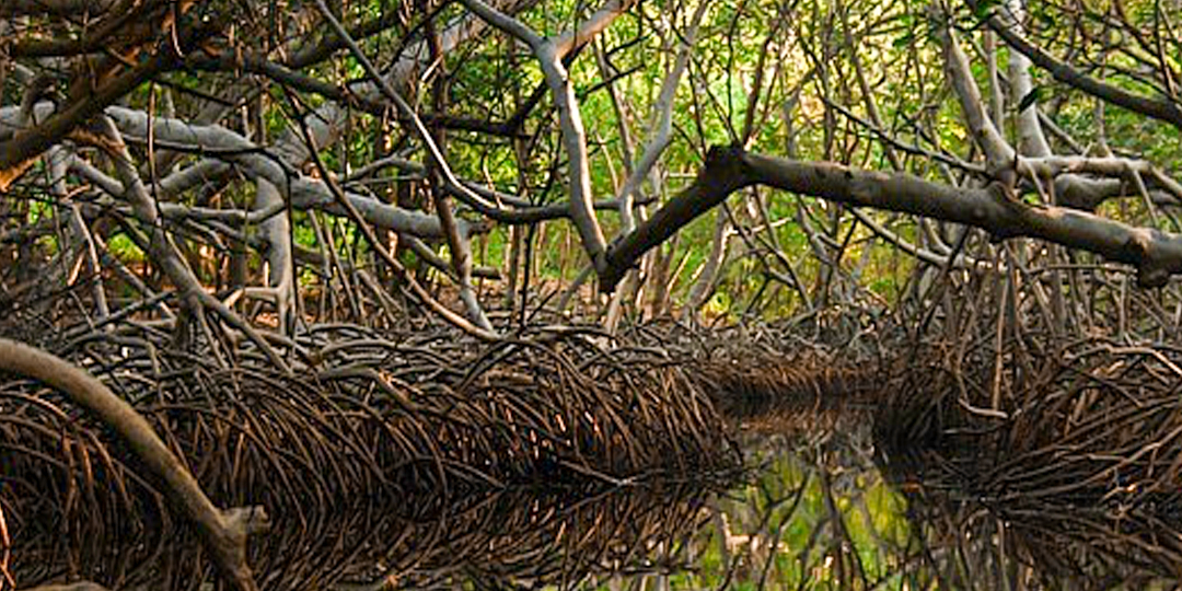 Portada_blog_manglar